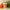 SKINFOOD Carrot Carotene Food Mask 120g