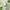 Innisfree Green Tea Seed Hyaluronic Serum Maki Toy Edition 130ml