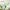 Anua Heartleaf Mask 4ea