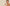 راية الترويج